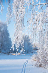 Beautiful winter sunny landscape. In the foreground, birch branches are completely in brilliant hoarfrost. There is a ski track in the snow. Background are trees with a blue shadow.