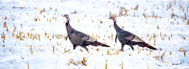 Two wild turkeys walking in a snowy corn field in a panoramic © mtatman