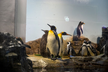 コウテイペンギン