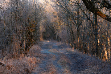 Weg im Auenwald kurz nach Sonnenaufgang mit winterlichem Rauf und zartem Sonnenlicht in orange-blauen Farbtönen