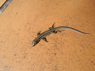 Lézard 