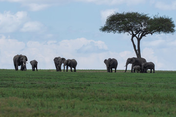 Fototapeta premium A family of elephants grazing near a lone acacia tree in the plains of Africa inside Masai Mara National Reserve during a wildlife safari