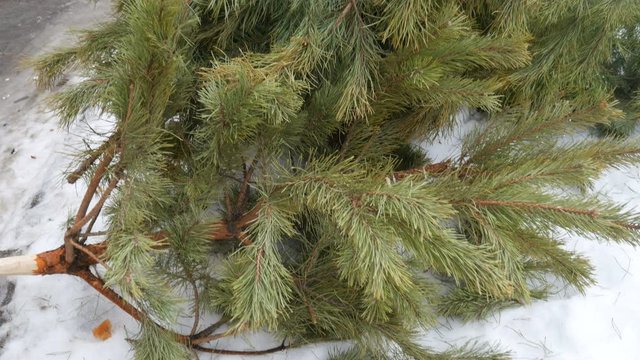 Christmas tree laying on the streen near trash can after new year holidays. Recycling of evergreen tree. Deforestation concept