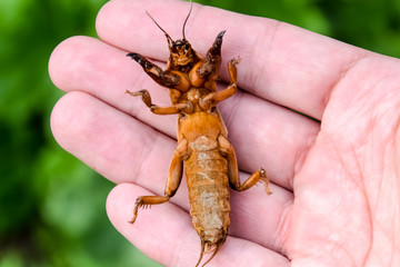 Gryllotalpa gryllotalpa On the palm of a person. Pest of garden plantations.