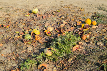 Obraz premium Heaps of rotting watermelons. Peel of melon. An abandoned field