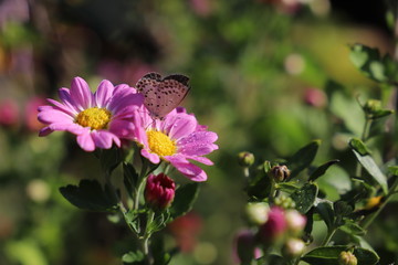 ピンクの花と蝶々