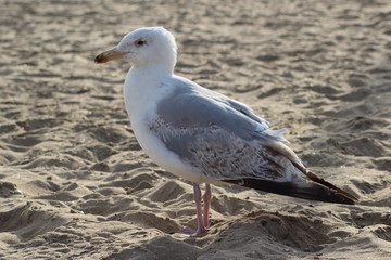 Seagull at the beach