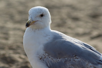 Seagull at the beach