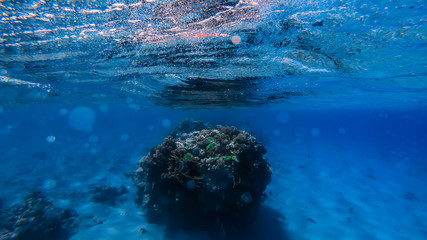 eilat red sea underwater clear water coral world 