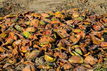 Heaps of rotting watermelons. Peel of melon. An abandoned field