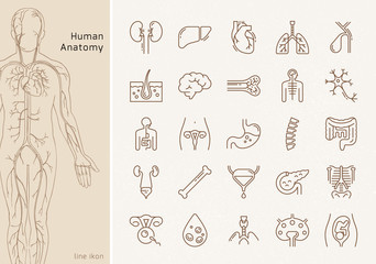 Large set of linear vector icons of human organs with signatures.