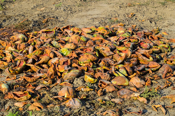 Heaps of rotting watermelons. Peel of melon. An abandoned field