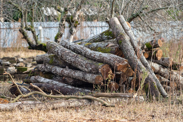 Firewood in the yard prepared for winter