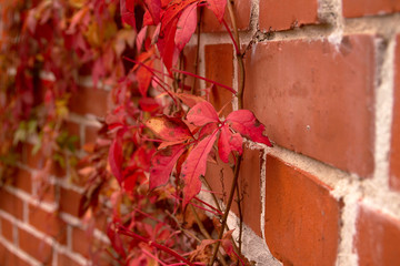 Red leaf and brick wall