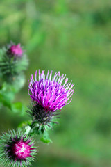 Blossoming herbal plant Milk thistle Sylybum marianum purple pink flowers green nature background
