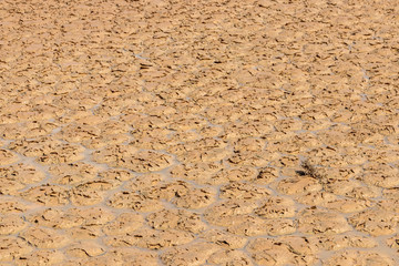 Takyr saturated with moisture after spring rains in the Kyzylkum Desert, southern Kazakhstan