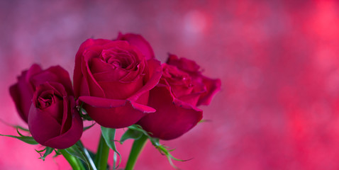 Roses for special day celebration greeting card. Backgrounds for special occasions ( Valentine's Day, Wedding Anniversary, Mother's Day and Women's Day ) close up