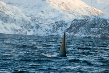 Orca / Killer Whale of Norway - Lofoten