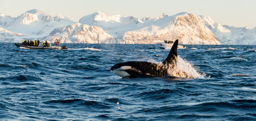 Orca / Killer Whale of Norway - Lofoten - obrazy, fototapety, plakaty