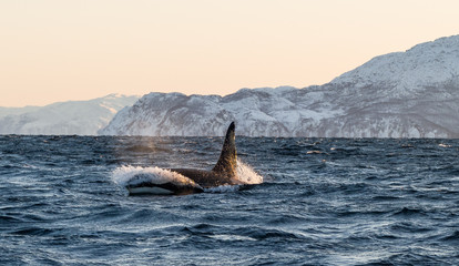 Orca / Killer Whale of Norway - Lofoten © Tobias