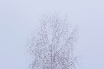 Fototapeta na wymiar snow covered branches