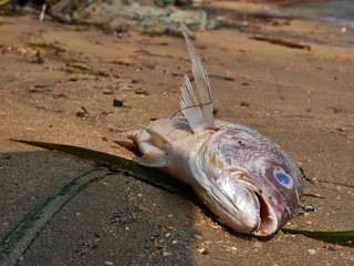 Dead fish in polluted muddy beach