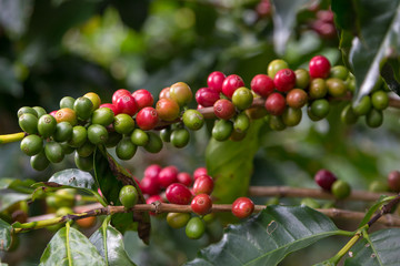 Coffee plantation, Alajuela region, Costa Rica