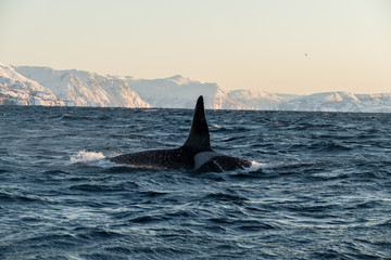 Orca / Killer Whale of Norway - Lofoten