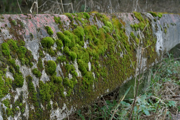 moss on the old concrete balustrade in the forest