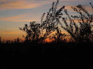 plantas con fondo de atardecer azul con nubes rosas