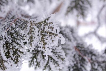 snow covered branches