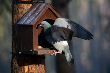 gołąb na karmiku © Dariusz Grochal 