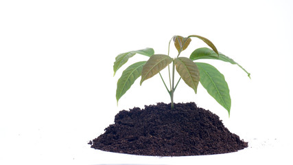 Green sprout growing out from soil isolated on white background