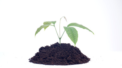 Green sprout growing out from soil isolated on white background