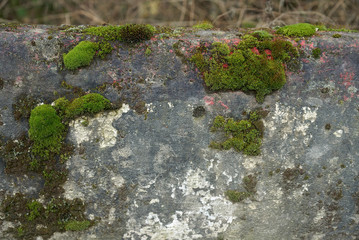 Fototapeta premium moss on the old concrete balustrade in the forest