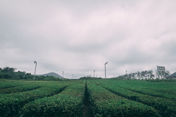 Fototapeta na wymiar tea field