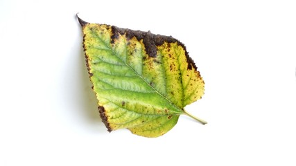 Mulberry leaves on white background.