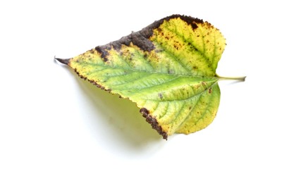 Mulberry leaves on white background.