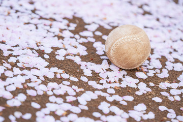 野球ボールと桜の花びら