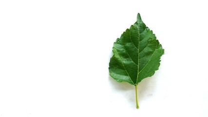 Mulberry leaf on white background.