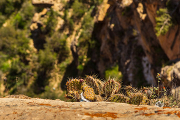 Prickly pears.Opuntia ficus-indica. also known as indian figs.