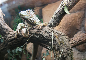 Big iguana climbing on a tree.
