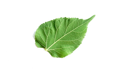 Fototapeta na wymiar Mulberry leaf on white background.