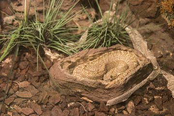 Big snake resting in a stone bed in a glass cage