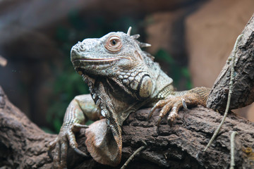 Big iguana climbing on a tree.