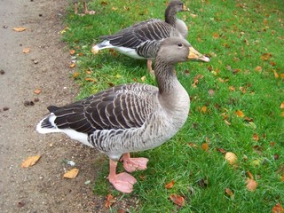 goose on grass