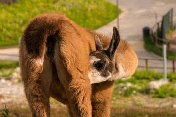 Young bown lama he cares her fur at the farm