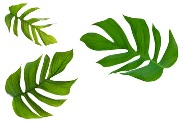 Tropical leaves nature frame layout of Monstera and split-leaf philodendron the exotic foliage plants isolated on white background, clipping path included. can be used as background and wallpaper