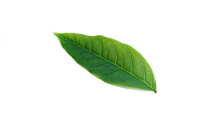 Obraz premium green leaves on white background