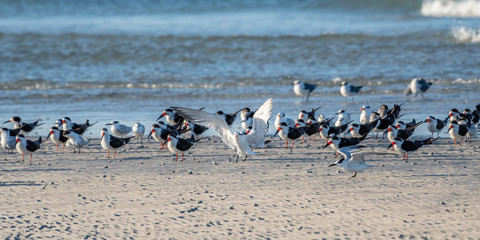 Flock of shore birds on the beach - terns, skimmers and seagulls
